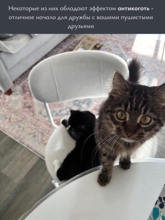 Стул Maso экомех зеленый HUSH 617